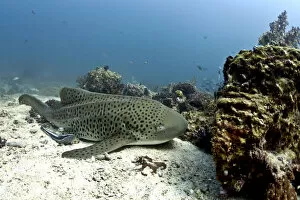Images Dated 17th November 2012: Leopard Shark -Triakis semifasciata-, Gulf of Oman, Oman