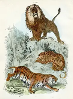 Leopard, tiger, lion engraving 1893
