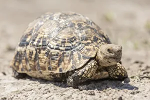 Images Dated 4th November 2012: Leopard tortoise -Geochelone pardalis-, Mamili National Park, Caprivi Strip, Namibia, Africa