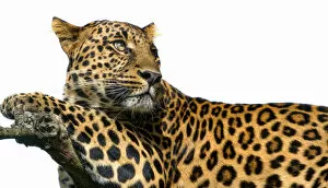 Images Dated 26th September 2012: Leopard on white background