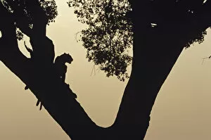 Two leopards (Panthera pardus) in tree at sunset, Kenya