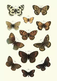 Insect Lithographs Collection: Lepidoptera, Butterflies, Marbled white butterfly, Heath, Brown, Ringlet, Greyling
