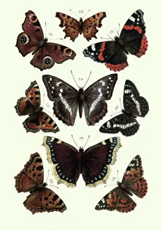 Insect Lithographs Gallery: Lepidoptera, Butterflies, tortoiseshell butterfly, Red admiral, Painted lady