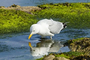 Images Dated 11th June 2013: Lesser Black-backed Gull -Larus fuscus-, Northumberland, England, United Kingdom