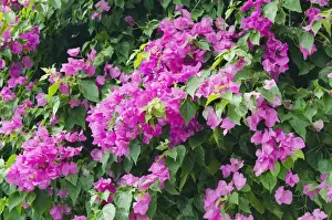 Lesser Bougainvillea or Paper Flower -Bougainvillea glabra-, flowers, Ko Samui, Thailand