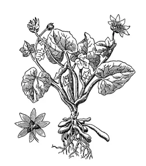 Lesser celandine (Ranunculus ficaria)