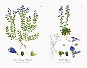 Images Dated 21st November 2017: Lesser Common Milkwort, Polygala Depressa, Victorian Botanical Illustration, 1863