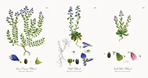 Images Dated 21st November 2017: Lesser Common Milkwort, Polygala Depressa, Victorian Botanical Illustration, 1863
