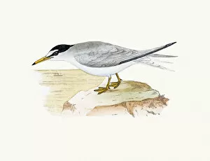 Images Dated 10th June 2016: Lesser crested tern
