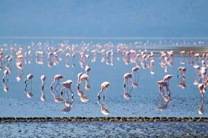 Images Dated 25th January 2010: Lesser Flamingos