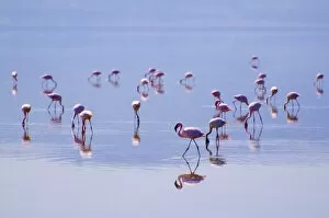 Images Dated 25th January 2010: Lesser Flamingos