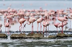 Lesser flamingos building mud nests on edge of shallow, alkaline lake