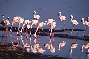 Lesser flamingos (Phoeniconaias minor) feeding in shallow lake