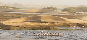 Large Group Of Animals Collection: Lesser flamingos (Phoeniconaias minor) gathering to feed, Walvis Bay, Namibia