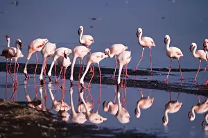 Shallow Prints: Lesser flamingos (Phoeniconaias minor) feeding in shallow lake