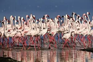 Images Dated 16th September 2005: Lesser flamingos (Phoeniconaias minor) in lake