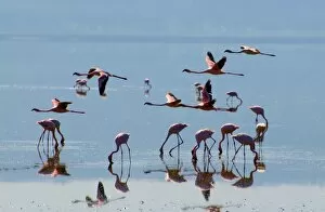 Lesser Flamingos Taking Flight