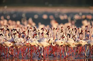 Shallow Prints: Lesser flamingos walking and feeding on algae at edge of alkaline lake