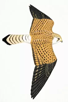 Images Dated 26th February 2007: Lesser Kestrel (Falco naumanni), adult