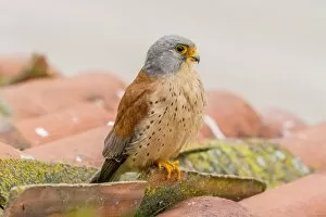 Images Dated 8th April 2013: Lesser Kestrel -Falco naumanni-, Extremadura, Spain