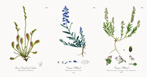 Images Dated 21st November 2017: Lesser Long-leaved Sundew, Drosera Intermedia, Victorian Botanical Illustration, 1863