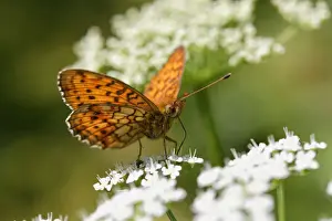 Nymphalidae Prints: Lesser Marbled Fritillary -Brenthis ino- Kirchseemoor, Upper Bavaria, Bavaria, Germany