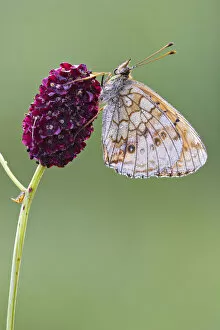 Images Dated 19th July 2014: Lesser Marbled Fritillary -Brenthis ino-, Tyrol, Austria