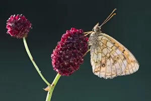 Images Dated 19th July 2014: Lesser Marbled Fritillary -Brenthis ino-, Tyrol, Austria