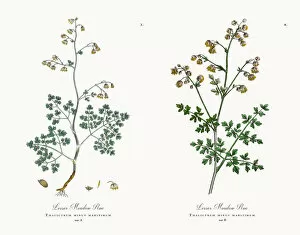 Images Dated 6th November 2017: Lesser Meadow Rue, Thalictrum minus maritimum, Victorian Botanical Illustration, 1863