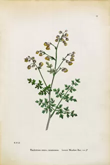 Images Dated 3rd January 2017: Lesser Meadow Rue, Thalictrum minus montanum, Victorian Botanical Illustration, 1863