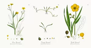 Images Dated 9th November 2017: Lesser Spearwort, Ranunculus eu-Flammula, Victorian Botanical Illustration, 1863