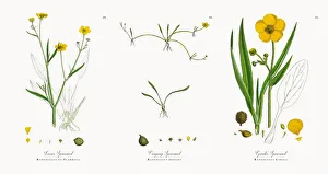 Images Dated 9th November 2017: Lesser Spearwort, Ranunculus eu-Flammula, Victorian Botanical Illustration, 1863