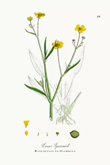 Images Dated 23rd September 2017: Lesser Spearwort, Ranunculus eu-Flammula, Victorian Botanical Illustration, 1863