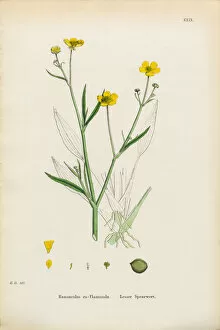Images Dated 5th January 2017: Lesser Spearwort, Ranunculus eu-Flammula, Victorian Botanical Illustration, 1863