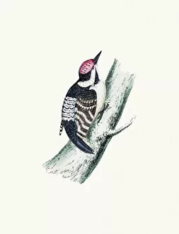 Woodpecker Gallery: Lesser spotted woodpecker bird