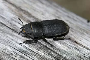 Coleoptera Gallery: Lesser stag beetle (Dorcus parallelipipedus) on wood, Germany, Europe