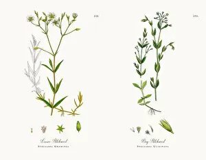 Images Dated 30th November 2017: Lesser Stitchwort, Stellaria Graminea, Victorian Botanical Illustration, 1863
