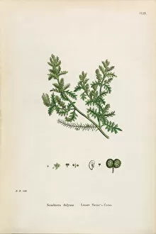 Images Dated 30th January 2017: Lesser Swineas Cress, Senebiera didyma, Victorian Botanical Illustration, 1863
