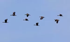 Lesser Whistling Ducks -Dendrocygna javanica-, the nature reserve near Godahena, Galle region, Southern Province