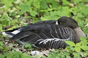 Images Dated 19th May 2013: Lesser White-fronted Goose -Anser erythropus-, Wiesbaden, Hesse, Germany
