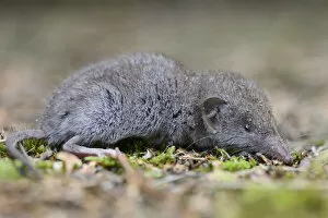 Images Dated 30th August 2014: Lesser white-toothed shrew -Crocidura suaveolens-, Emsland, Lower Saxony, Germany