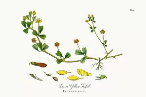Images Dated 17th October 2017: Lesser Yellow Trefoil, Trifolium minus, Victorian Botanical Illustration, 1863