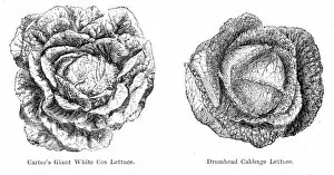 Images Dated 10th July 2016: Lettuce Cabbage illustration 1874