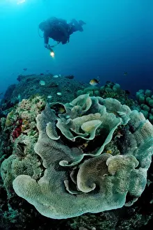 Suit Prints: Lettuce coral (Turbinaria mesenterina) and diver, Indian Ocean, Maldives