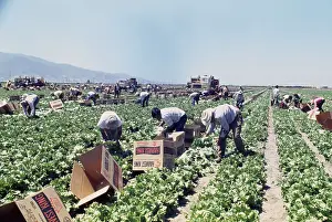 Huty31518 Prints: Lettuce Harvest