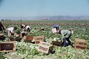 Huty31518 Prints: Lettuce Harvest