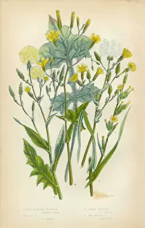 Images Dated 26th February 2016: Lettuce, Ivy, Ivy Lettuce, Victorian Botanical Illustration