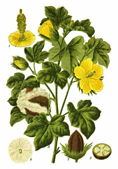 Medicinal and Herbal Plant Illustrations Collection: Levant cotton