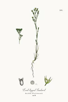 Images Dated 4th October 2017: Level-topped Sandwort, Alsine Fastigiata, Victorian Botanical Illustration, 1863