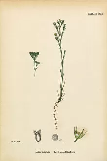 Images Dated 24th February 2017: Level-topped Sandwort, Alsine Fastigiata, Victorian Botanical Illustration, 1863